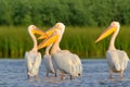 Flock of white pelicans rest in soft evening light.