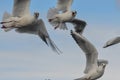 Flock of white seagulls
