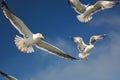 Flock of white seagulls