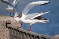 Flock of white seagulls close up Royalty Free Stock Photo