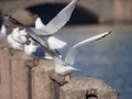 White seagulls on the fence Royalty Free Stock Photo