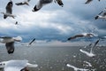 Flock of white seagulls flying over sea on rain cloud sky background Royalty Free Stock Photo