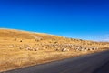 Flock of white sheep and black yaks grazing in autumn sunny meadow with blue sky and yellow mountain background , beautiful landsc Royalty Free Stock Photo