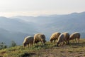 Flock of white sheep gazing the grass on the hill at morning valley clear white sky background