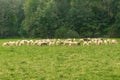 Flock of white sheep grazing in a green meadow in France Royalty Free Stock Photo