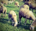 Flock of sheep grazing in the meadow Royalty Free Stock Photo