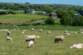 A flock of white sheep on a green meadow on a sunny spring day. A farmer`s pasture in the south of Ireland. Livestock farm, Royalty Free Stock Photo
