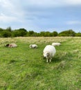 Flock White sheep in a meadow