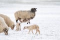 Flock of white sheep with lambs, eating grass covered with snow. Winter on the farm, Selective focus, blur Royalty Free Stock Photo