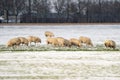 Flock of white sheep with lambs, eating grass covered with snow. Winter on the farm, Selective focus, blur Royalty Free Stock Photo