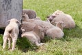 Flock of white sheep and lambs resting on grass field Royalty Free Stock Photo