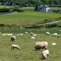 A flock of white sheep on a meadow on a sunny spring day. A farmer`s pasture in the south of Ireland. Livestock farm, agricultura Royalty Free Stock Photo