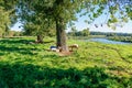 Flock of white sheep sheltering from sun under trees on plain next to Maas river