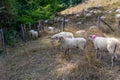 Flock of white sheep standing on wild grass, others grazing in background Royalty Free Stock Photo