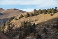 A flock of white sheeps is grazing on a Tibetan mountain slope Royalty Free Stock Photo