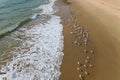 a flock of white small birds on the seashore on the sand view fron top drone in Goa Royalty Free Stock Photo