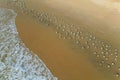 a flock of white small birds on the seashore on the sand view fron top drone in Goa Royalty Free Stock Photo