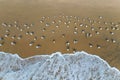 a flock of white small birds on the seashore on the sand view fron top drone in Goa Royalty Free Stock Photo