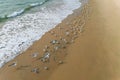 a flock of white small birds on the seashore on the sand view fron top drone in Goa Royalty Free Stock Photo