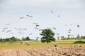 Flock of white storks Royalty Free Stock Photo