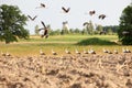 Flock of white storks Royalty Free Stock Photo