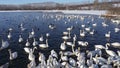 A flock of white swans and ducks feeds on a blue ice-free lake.