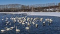 A flock of white swans and ducks swim in an ice-free lake Royalty Free Stock Photo