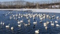 A flock of white swans and ducks swim in a non-freezing lake. Royalty Free Stock Photo