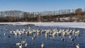 A flock of white swans and ducks swim in a non-freezing lake. Royalty Free Stock Photo