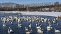 A flock of white swans and ducks swim in a non-freezing lake. Royalty Free Stock Photo