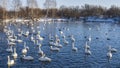 A flock of white swans and ducks swim peacefully in a non-freezing lake Royalty Free Stock Photo