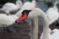 Flock of white swans feeding in the port in winter