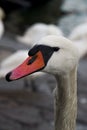 Flock of white swans feeding in the port in winter