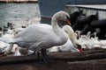 Flock of white swans feeding in the port in winter
