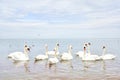 Flock of white swans floating in calm clean sea water. Seasonal migration of birds.