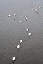 A flock of white swans floating on the river Royalty Free Stock Photo