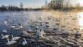 A flock of white swans in an ice-free lake at sunset.