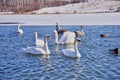 A flock of white swans on the lake on a frosty day