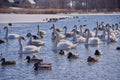 A flock of white swans on the lake on a frosty day