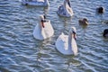 A flock of white swans on the lake on a frosty day