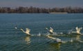 White swans taking flight from the Danube river in Belgrade, Serbia Royalty Free Stock Photo