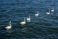 Flock of White Swans Swimming in Lake Ontario Royalty Free Stock Photo