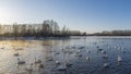 A flock of white swans swims in an ice-free lake at sunset. Royalty Free Stock Photo