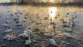 A flock of white swans swims in an ice-free lake at sunset. Royalty Free Stock Photo