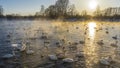 A flock of white swans swims in an ice-free lake at sunset. Royalty Free Stock Photo