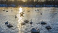 A flock of white swans swims in an ice-free lake at sunset. Royalty Free Stock Photo