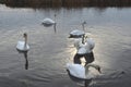 A flock of white swans on the water in the evening