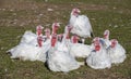 Flock Of White Turkeys Laying On Grass Royalty Free Stock Photo
