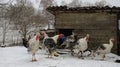 A flock of white turkeys in a winter country yard close-up. Free range turkeys.