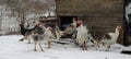 A flock of white turkeys in a winter country yard close-up. Free range turkeys.